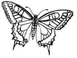 embroidery_butterfly_05_FREE