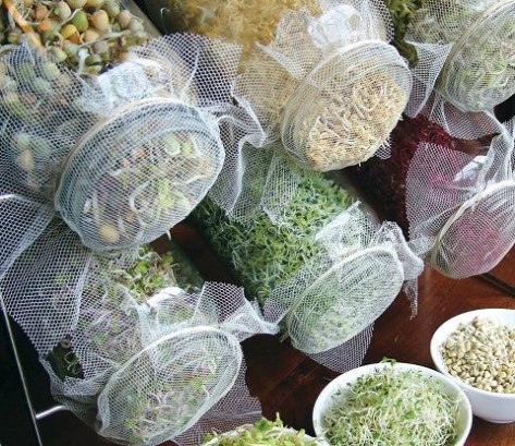 grow superfood sprouts from seeds in jars