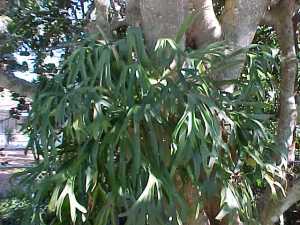 staghorn fern