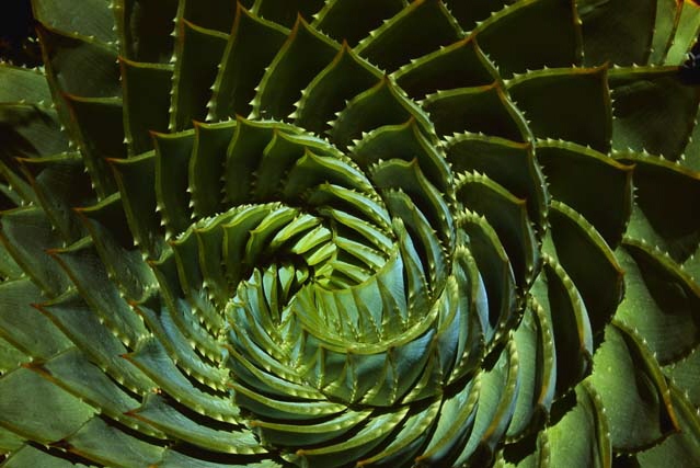 Allow your virtues to unfurl