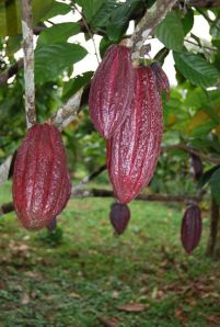 Cacao pods