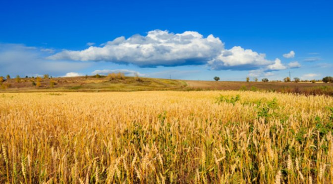 How Come So Many Avoid Gluten?