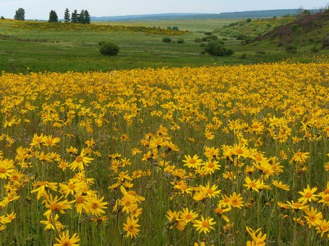 A meadow of Arnica montana growing wild in Belgium