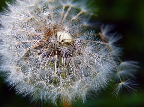 including grasses and flower pollen