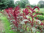 Amaranth plants
