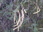 Mesquite pods