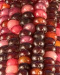 Purple corn Photo credit: Randen Pederson