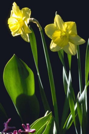 Copy of daffodils