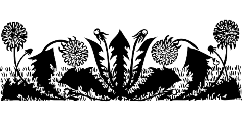 Dandelion, a classic bitter herb stimulates bile production as well as bile action. 