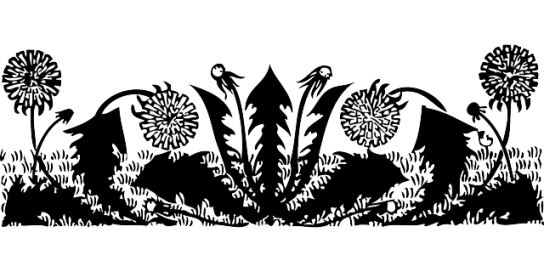 Dandelion, a classic bitter herb stimulates bile production as well as bile action. 