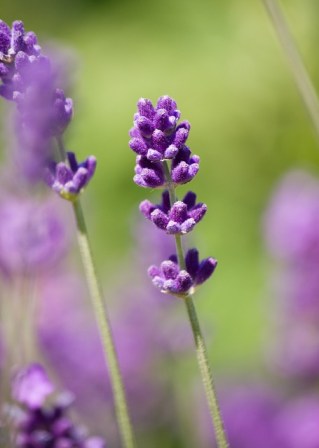 lavender-76476_640