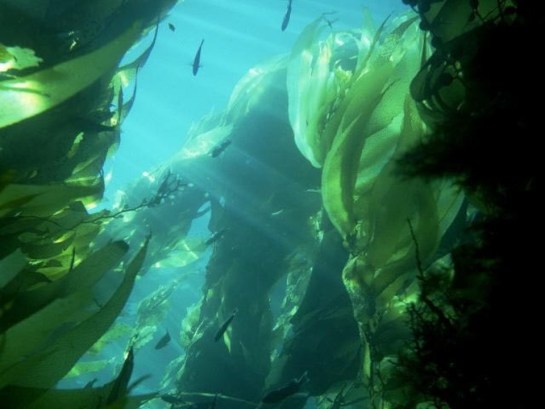 Kelp is a rich source of iodine
