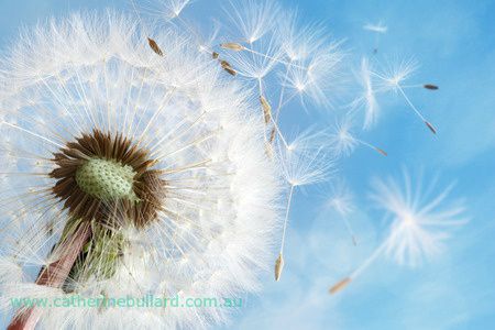 Dandelion seeds