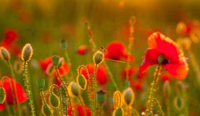 Gratitude. Generosity. Growth.